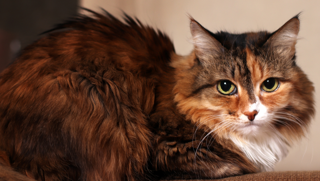 What To Expect With An Aging Cat